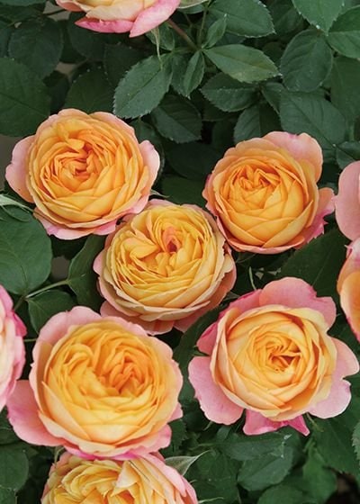 「Beaniebaby」 切り花品種バラ苗　レアバラ ベビー・ロマンティカ（大苗予約）7号鉢植え バラ苗 《農林水産省 登録