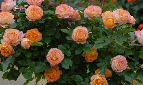 ベビー・ロマンティカ（大苗予約）7号鉢植え バラ苗 《農林水産省 登録