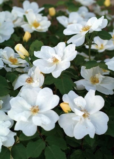 ホワイト・ノック・アウト（大苗予約）7号鉢植え バラ苗 《農林