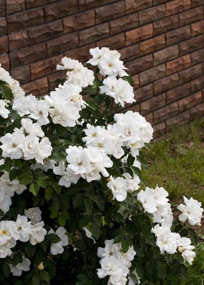 秦森康屯　白バラ 秦森康屯 白バラ