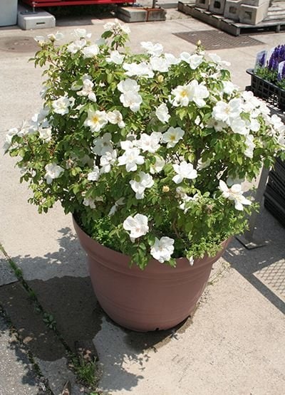 ホワイト・ノック・アウト（大苗予約）7号鉢植え バラ苗 《農林水産省