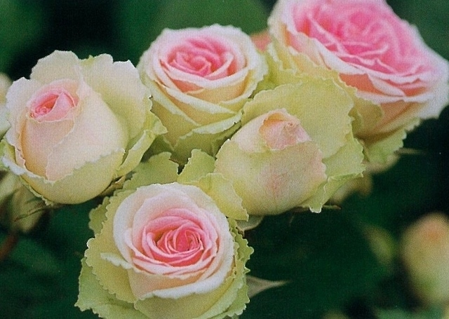 ミミエデン（大苗予約）7号鉢植え バラ苗 四季咲き中輪房咲き系