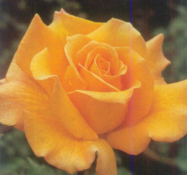 モナリザ（大苗予約）7号鉢植え　バラ苗　　四季咲き中輪房咲き系（フロリバンダローズ）スプレー咲き