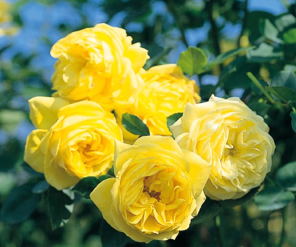 伊豆の踊り子（大苗）7号鉢植え　バラ苗　　四季咲き中輪房咲き系（フロリバンダローズ）スプレー咲き