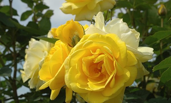 伊豆の踊り子（大苗予約）7号鉢植え バラ苗 四季咲き中輪房咲き系