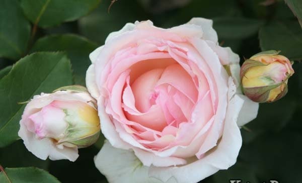 バラ苗　かおりんご様予約専用 バラ苗 かおりかざり 和ばら 【驚きの破格値，セール】