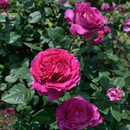 シャルトルーズ・ドゥ・パルム（大苗予約）7号鉢植え バラ苗 《農林