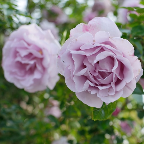 ローズ・シナクティフ（大苗予約）7号鉢植え（旧名