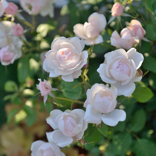 マダム・フィガロ（大苗予約）7号鉢植え バラ苗 《農林水産省 登録品種