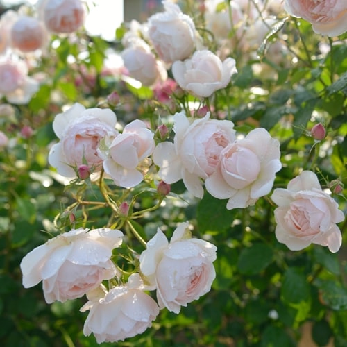 マダム・フィガロ（大苗予約）7号鉢植え バラ苗 《農林水産省 登録品種