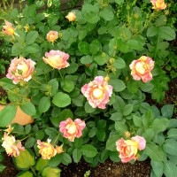 ポール セザンヌ 大苗予約 ７号鉢植え バラ苗 農林水産省 登録品種 デルバール Delbard フレンチローズ 四季咲き バラ苗 仏 デルバール社 Delbard バラとハーブの専門ショップ 大神 おおが ファーム