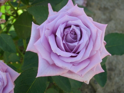 マミー・ブルー（大苗）7号鉢植え バラ苗 《農林水産省 登録品種