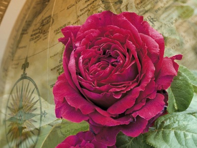 ローズ・デ・キャトル・ヴァン（大苗）7号鉢植え バラ苗 《農林水産省