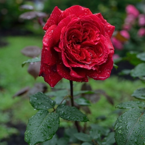 ローズ・デ・キャトル・ヴァン（大苗）7号鉢植え バラ苗 《農林水産省