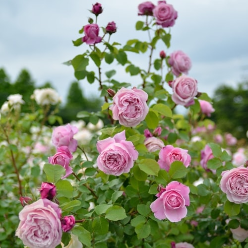 シャンテ・ロゼ・ミサト （大苗予約）7号鉢植え バラ苗 《農林水産省