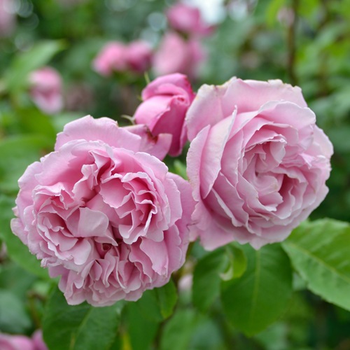 シャンテ・ロゼ・ミサト （大苗予約）7号鉢植え バラ苗 《農林水産省