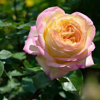 ミツコ 大苗予約 7号鉢植え バラ苗 農林水産省 登録品種 デルバール Delbard フレンチローズ 四季咲き バラ苗 仏 デルバール社 Delbard バラとハーブの専門ショップ 大神 おおが ファーム