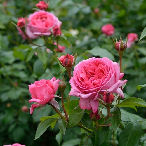 ルナルイです♪複数割引！紫雲　パパメイアン　マドーナ　バラ苗　薔薇　苗木 ルナルイです♪複数割引！紫雲 パパメイアン マドーナ バラ苗 薔薇