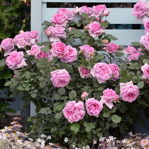 ローズ・ポンパドゥール(大苗）7号鉢植え バラ苗 《農林水産省 登録