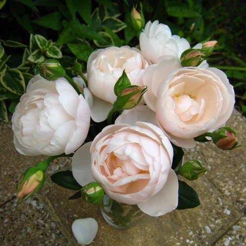 プリンセスパール　カット苗ですが、チョビ根あり　大苗 プリンセスパール カット苗ですが、チョビ根あり 大苗