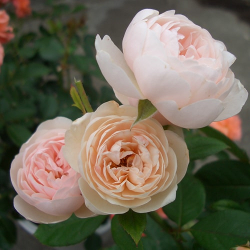 ブリーズ（大苗予約）7号鉢植え バラ苗 《農林水産省 登録品種