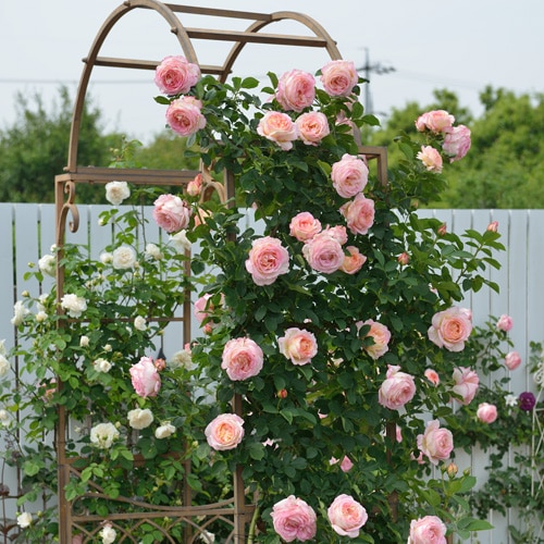 ペッシュ・ボンボン（大苗予約）7号鉢植え バラ苗 《農林水産省 登録