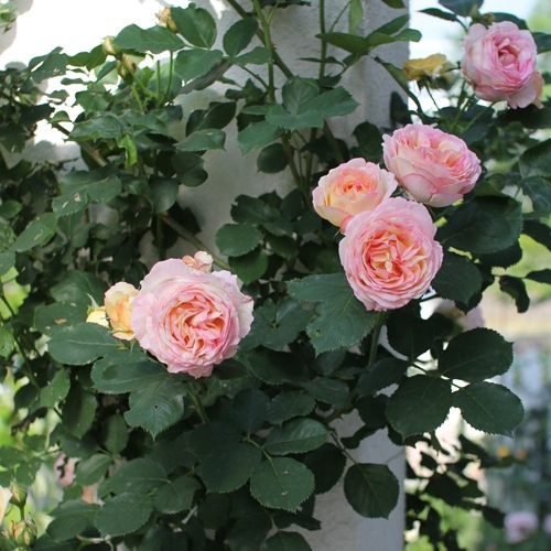 バラ苗 ポンポン咲 落葉中です 調整中 届いたバラ苗 - 妻の多肉と庭いじり