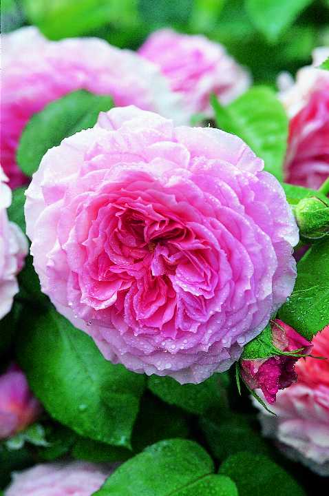 ジェームズ・ギャルウェイ (Auscrystal)（大苗）7号鉢植え　バラ苗　《農林水産省 登録品種》　イングリッシュローズ（デビッド・オースチンローズ）　つるバラ