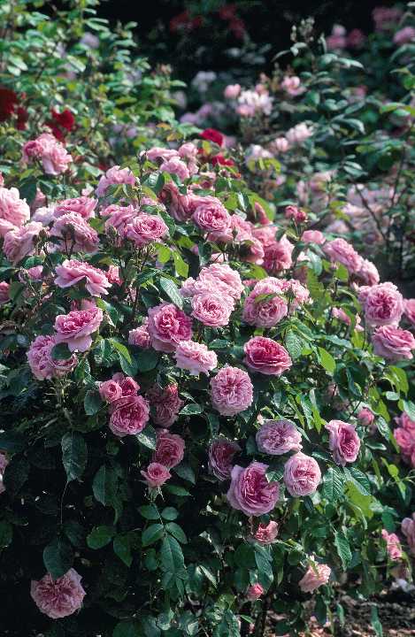 ガートルード・ジェキル（大苗予約）7号鉢植え バラ苗 《農林