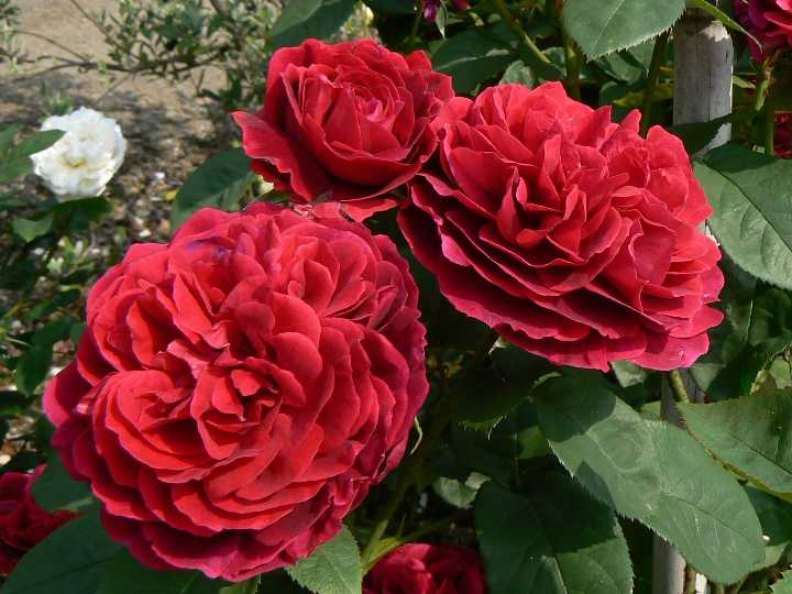 L.D.ブレスウエイト（大苗予約）7号鉢植え バラ苗 《農林水産省 登録