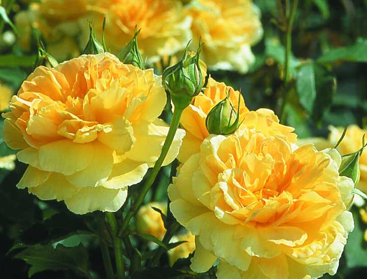 モリニュー（大苗予約）7号鉢植え バラ苗 《農林水産省 登録品種