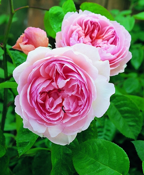 ジェントル・ハーマイオニー（Ausrumba）（大苗予約）7号鉢植え　バラ苗　《農林水産省 登録品種》　イングリッシュローズ（デビッド・オースチンローズ）