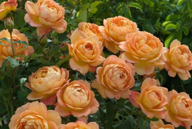 レディ・オブ・シャーロット（Ausnyson）（大苗予約）7号鉢植え　バラ苗　《農林水産省 登録品種》《2009年新品種》　イングリッシュローズ（デビッド・オースチンローズ）