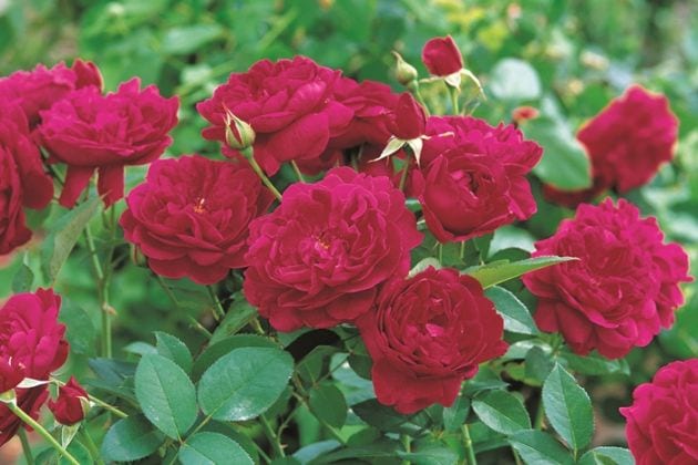 ダーシー・バッセル（大苗予約）(Ausdecorum)7号鉢植え　バラ苗　《農林水産省 登録品種》　イングリッシュローズ（デビッド・オースチンローズ）