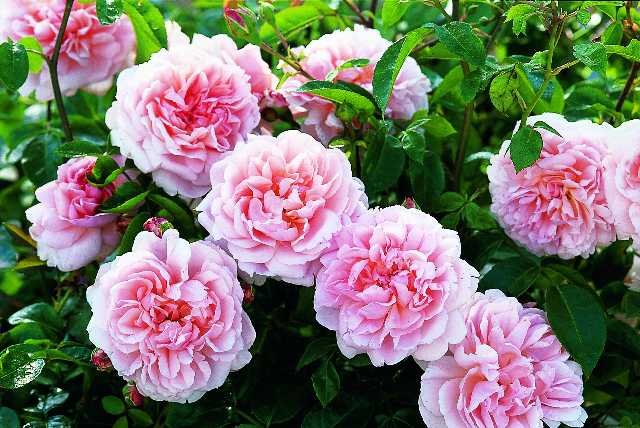 イヴ系新品種 ネオシセロ 接木中苗 強香 強健 7号鉢 バラ苗