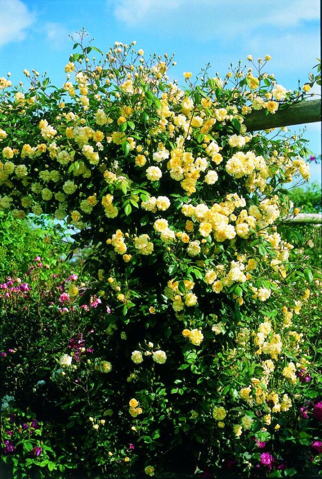 モーヴァン・ヒルズ (Auscanary)（大苗予約）7号鉢植え　バラ苗　《農林水産省 登録品種》　イングリッシュローズ（デビッド・オースチンローズ）　つるバラ