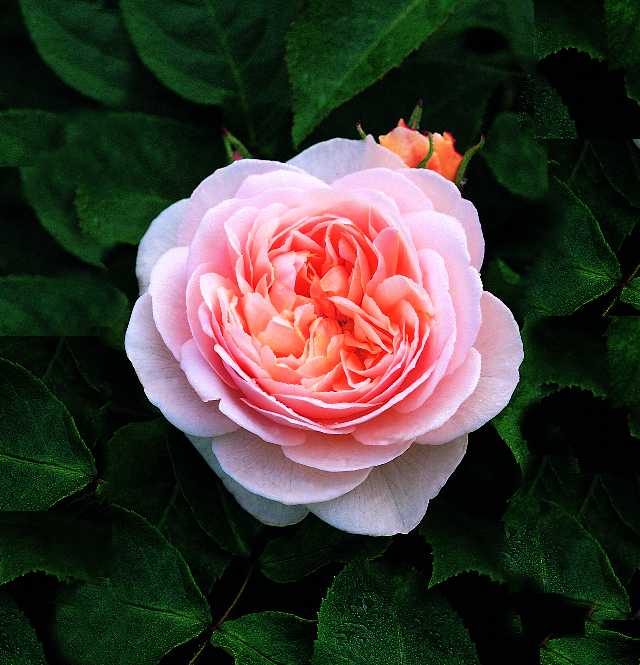 スイート・ジュリエット（大苗予約）7号鉢植え バラ苗 《Sweet Juliet