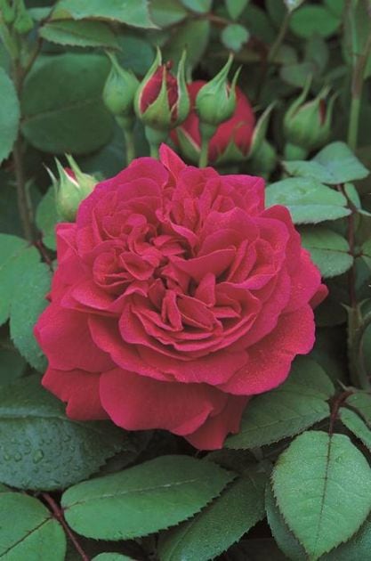 テス・オブ・ザ・ダーバーヴィルズ(Ausmove)（大苗予約）7号鉢植え　バラ苗　《農林水産省 登録品種》　イングリッシュローズ（デビッド・オースチンローズ）　つるバラ