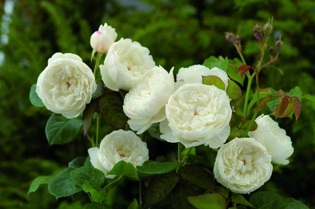 アメリカヴィンテージ ソルト＆ペッパー ローズ 薔薇 アメリカヴィンテージ ソルト＆ペッパー ローズ 薔薇