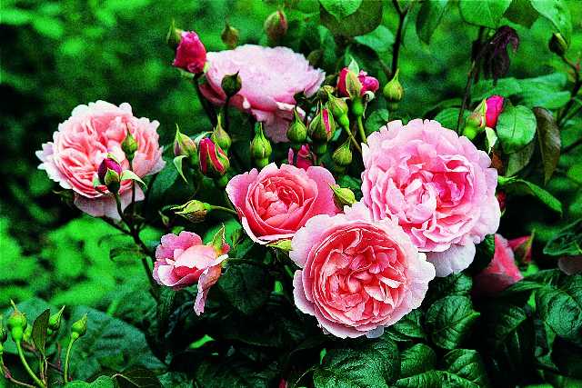 ストロベリー・ヒル（Ausrimini）（大苗）7号鉢植え バラ苗 《農林水産