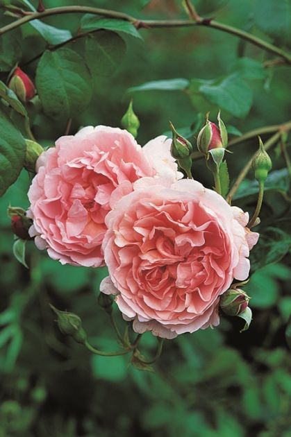 ストロベリー・ヒル（Ausrimini）（大苗予約）7号鉢植え　バラ苗　《農林水産省 登録品種》　イングリッシュローズ（デビッド・オースチンローズ）