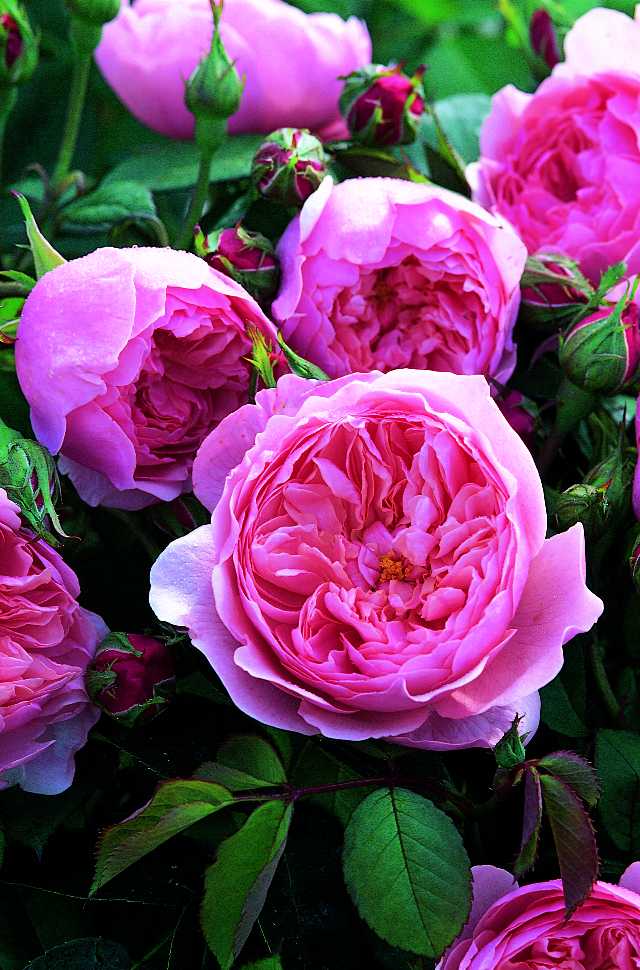 ジ・アルンウィックローズ(Ausgrab)（大苗予約）7号鉢植え　《農林水産省登録品種》イングリッシュローズ（デビッド・オースチンローズ）　バラ苗