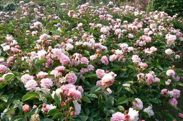 コーネリア（大苗）7号鉢植え　バラ苗　　オールドローズ（アンティークローズ）　つる性　ピンク