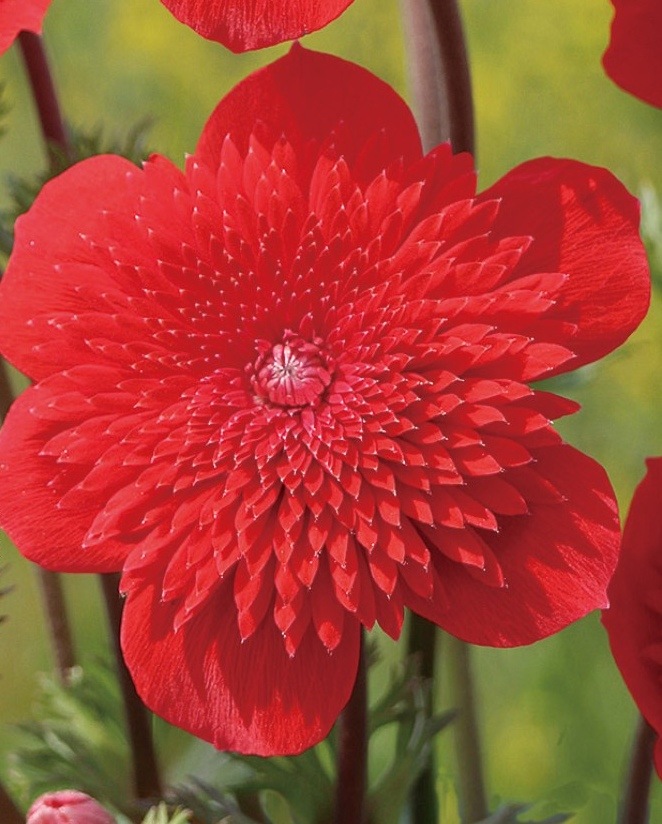 新品　カナダ産　アネモネ イチリンソウ　5株位　秋まで次々咲きます 風の花[前編] Anemone（イチリンソウ属）｜東アジア植物記｜読みもの