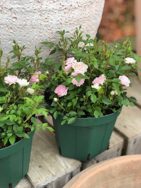 ミニバラ 'ハート・フォーユー' 四季咲き 小輪 ピンク バラ苗 5号