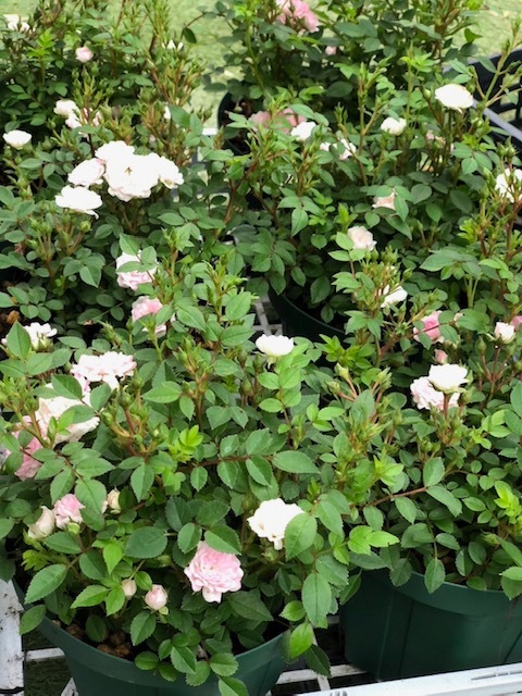 薔薇✕2 楽天市場】バラ苗 (予約販売) 【スイートレボリューション】 2年