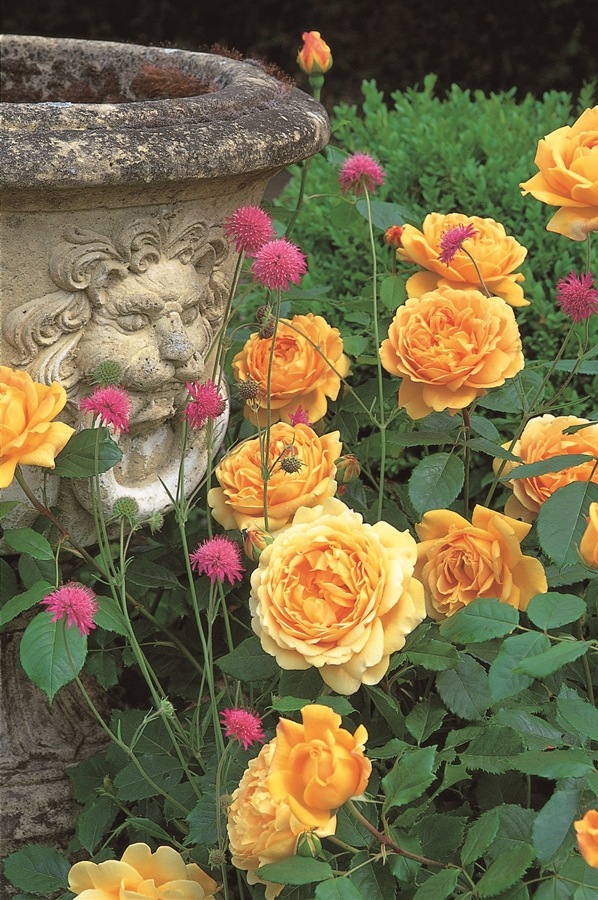 ゴールデン・セレブレーション（大苗予約）7号鉢植え バラ苗 《農林