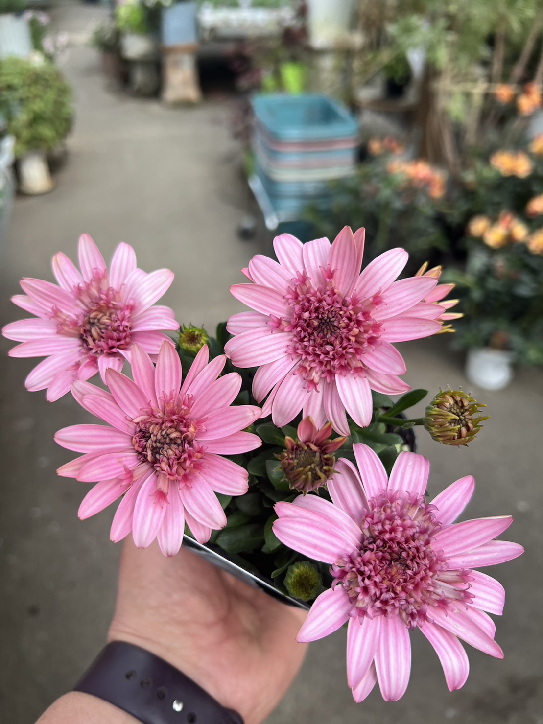 新品 モーヴピンク ダムール ハート 鍋 紫系 ロンド フルール フラワー 八重咲きオステオスペルマム ”マルガリータ” ダブルピンク 宿根草