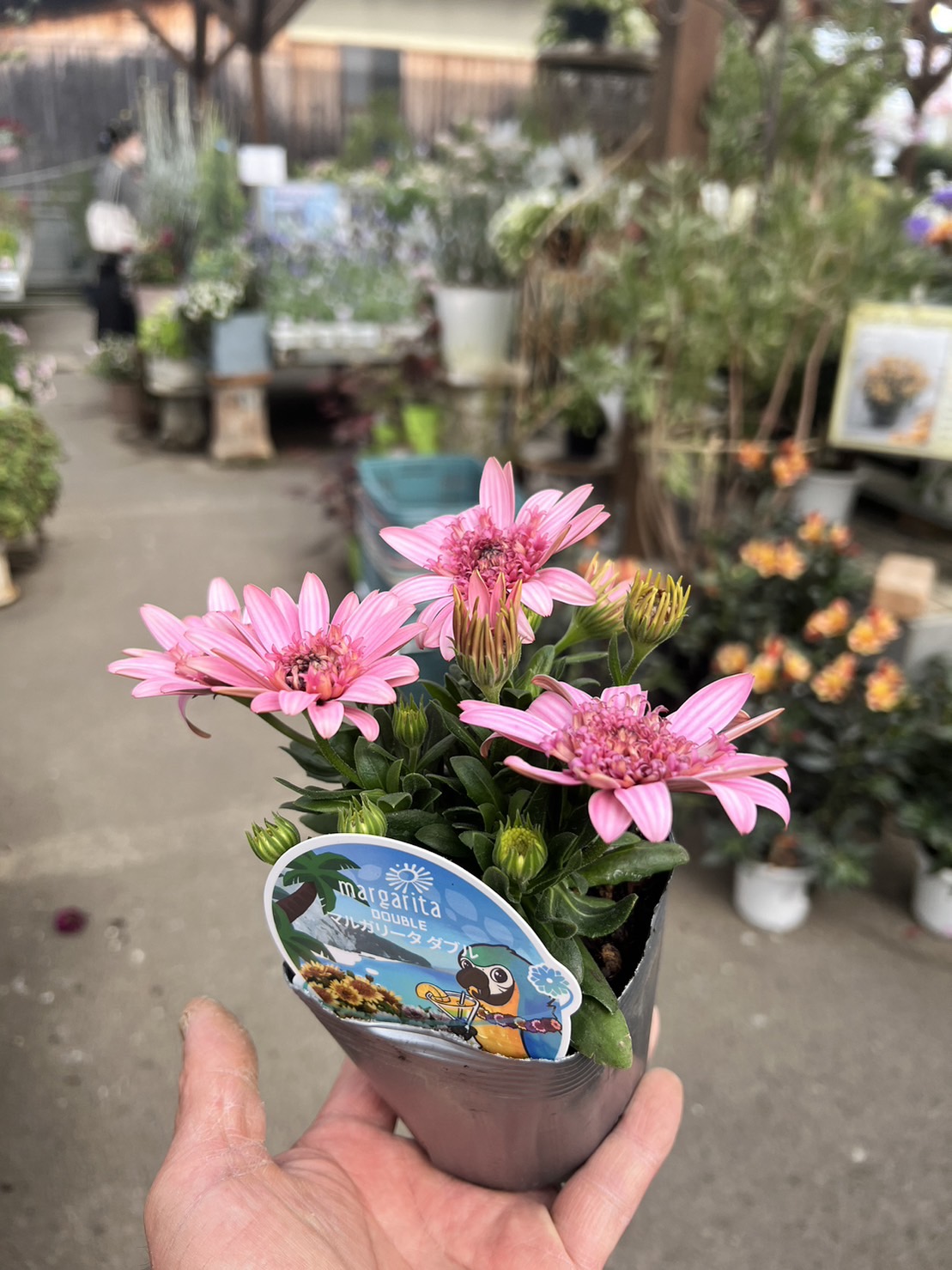 八重咲きオステオスペルマム ”マルガリータ” ダブルピンク 宿根草