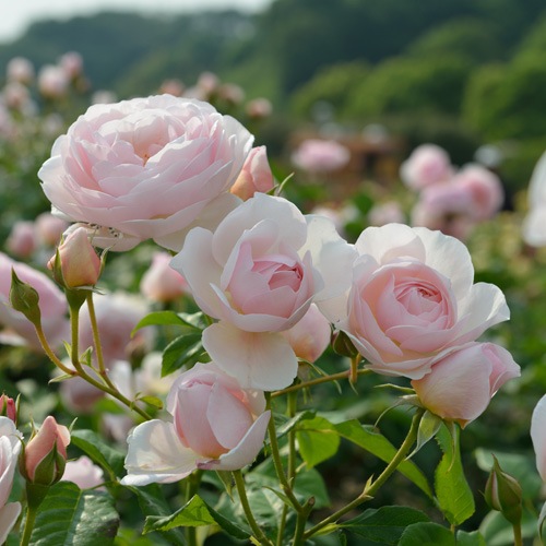 マダム・フィガロ（大苗予約）7号鉢植え バラ苗 《農林水産省 登録品種
